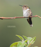 Vulkaankolibrie - Volcano Hummingbird - Selasphorus flammula torridus