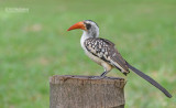 Roodsnaveltok - Western Red-billed Hornbill - Tockus Kempi
