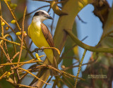 Grote kiskadie - Great Kiskadee - Pitangus sulphuratus