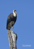 Bisschopsooievaar - Wooly-necked Stork - Ciconia episcopus