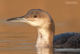 Parelduiker - Black-throated Loon - Gavia arctica