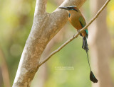 Wenkbrauwmotmot - Turquoise-browed Motmot - Eumomota superciliosa australis