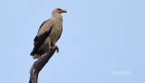 Palmgier - Palm-nut vulture - Gypohierax angolensis