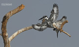 Bonte ijsvogel - Pied Kingfisher - Ceryle rudis