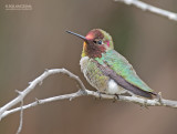 Annas Kolibrie - Annas Hummingbird - Calypte anna