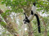 Bonte Maki - Black-and-white ruffed lemur - Varecia variegata