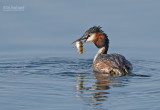 Fuut - Great crested grebe - Podiceps cristatus