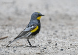 Audubons Zanger - Audubon's Warbler - Setophaga auduboni