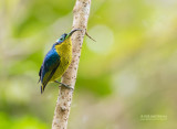 Langsnavelhoningasitie - Common Sunbird Asity - Neodrepanis coruscans