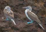 Blauwvoetgent - Blue-footed Booby - Sula nebouxii nebouxii