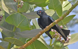 Glansrugdrongo - Glossy-backed drongo - Dicrurus divaricatus