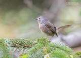 Winterkoningmees - Wrentit - Chamaea fasciata rufula