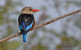 Grijskopijsvogel - Grey-headed Kingfisher - Halcyon leucocephala