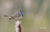 Blauwborst - Bluethroat - Luscinia svecica