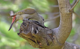 Grijsgroene specht - Grey Woodpecker - Dendropicos goertae