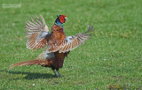 Fazant - Pheasant - Phasianus colchicus