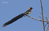 Sahelparadijswida - Sahel Paradise Whyday - Vidua orientalis