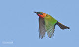Roodkeelbijeneter - Red-throated Bee-eater - Merops bulocki