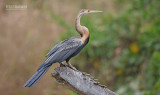 Afrikaanse Slanghalsvogel - African Darter - Anhinga rufa