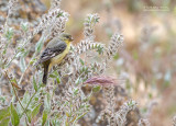 Witbandsijs - Lesser Goldfinch - Spinus psaltria