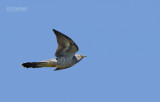 Koekoek - European cuckoo - Cuculus canorus