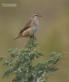 Napoleonwever - Yellow-crowned Bishop - Euplectes afer