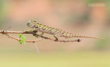 Madagaskarwoudkameleon - Jeweled Chameleon - Furcifer campani