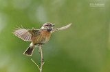 Roodborsttapuit - Stonechat - Saxicola rubicola