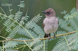Grauwe buulbuul - Common Bulbul - Pycnonotus barbatus