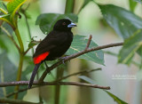 Roodrugtangare - Scarlet-rumped Tanager - Ramphocelus passerinii passerinii