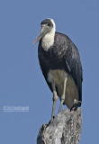 Bisschopsooievaar - Wooly-necked Stork - Ciconia episcopus