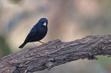 Staalvink - Village Indigobird - Vidua chalybeata