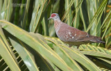Guineaduif - Speckled Pigeon - Columba guinea