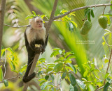 Witschouderkapucijnaap - White-faced Capuchin - Cebus capucinus