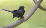 Senegalese drongovliegenvanger - Northern black flycatcher - Melaenornis edolioides