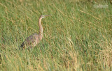 Purperreiger - Purple Heron - Ardea purpurea