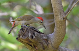 Grijsgroene specht - Grey Woodpecker - Dendropicos goertae