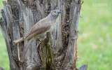 Sahelbabbelaar - Brown Babbler - Turdoides plebejus