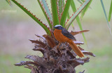 Schubkaplawaaimaker - White crowned Robin Chat - Cossypha albicapillus