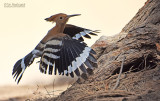 Hop - Hoopoe - Upupa epops 