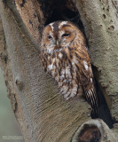 Bosuil - Tawnyowl - Strix aluco