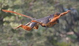 Western red colobus - Procolobus badius