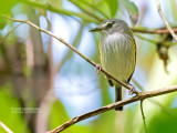 Grijskeelschoffelsnavel - Slate-headed Tody-Flycatcher - Poecilotriccus sylvia schistaceiceps