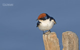 Roodkruinzwaluw - Wire-tailed Swallow - Hirundo smithii