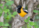 Oranje troepiaal - Venezuelan Troupial - Icterus icterus ridgwayi