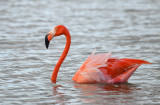 Rode flamingo - Caribbean flamingo - Phoenicopterus ruber