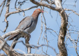 Roodhalsduif - Scaly-naped pigeon - Patagioenas squamosa