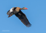 Zwartbuikfluiteend - Black-bellied Whistling Duck - Dendrocygna autumnalis
