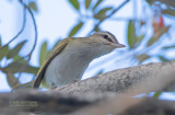 Baardvireo - Black-whiskered Vireo - Vireo altiloquus altiloquus