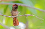 Muskietkolibrie - Ruby-topaz hummingbird - Chrysolampis mosquitus